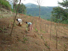 Planting